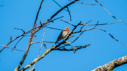 Common Rosefinch