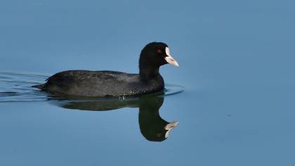 Eurasian Coot