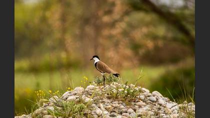 Spur-winged Lapwing