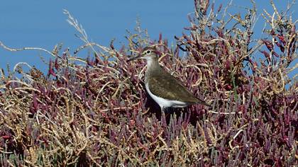 Common Sandpiper