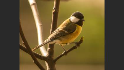 Great Tit