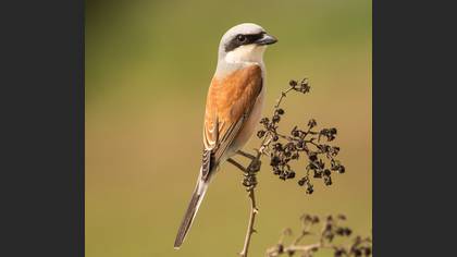 Red-backed Shrike
