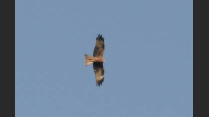 Black Kite