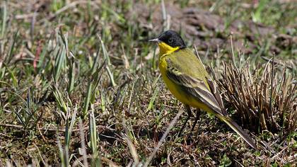 Western Yellow Wagtail
