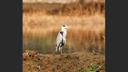 Grey Heron