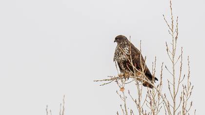 Common Buzzard