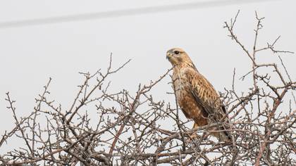 Long-legged Buzzard