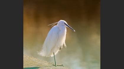 Little Egret