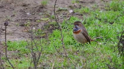 Bluethroat