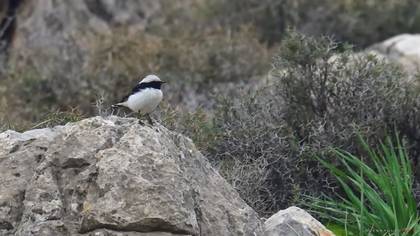 Finsch`s Wheatear