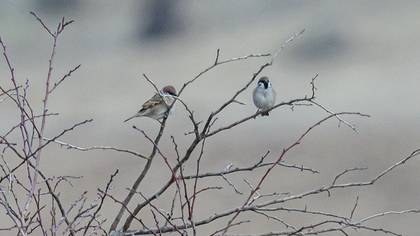 Eurasian Tree Sparrow
