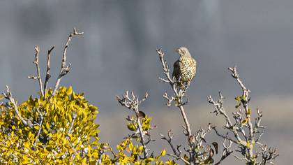Mistle Thrush