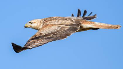 Long-legged Buzzard
