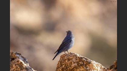 Blue Rock Thrush