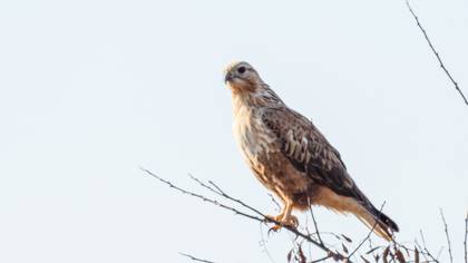 Long-legged Buzzard