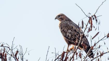 Long-legged Buzzard