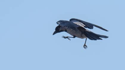 Hooded Crow