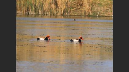 Red-crested Pochard