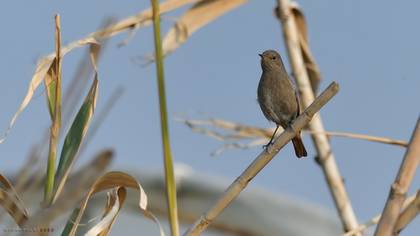 Black Redstart