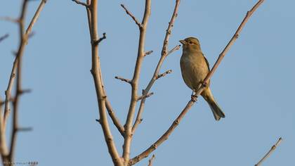 Eurasian Chaffinch
