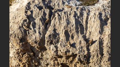 Rock Sparrow