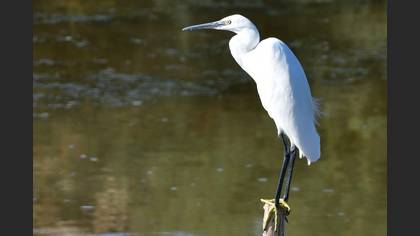 Little Egret