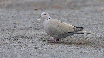Eurasian Collared Dove