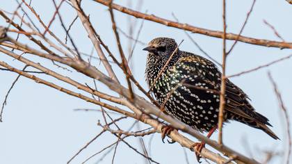 Common Starling