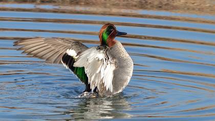 Eurasian Teal