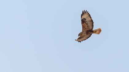 Long-legged Buzzard