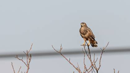 Common Buzzard