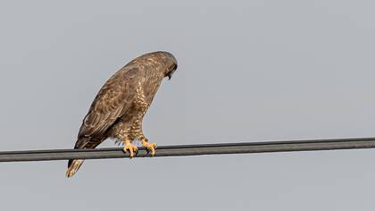Common Buzzard