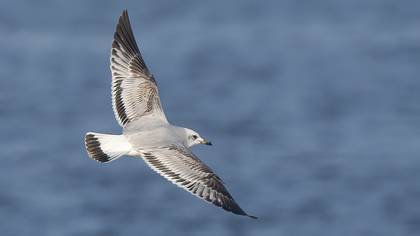 Common Gull