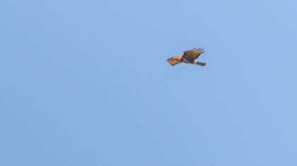 Common Buzzard