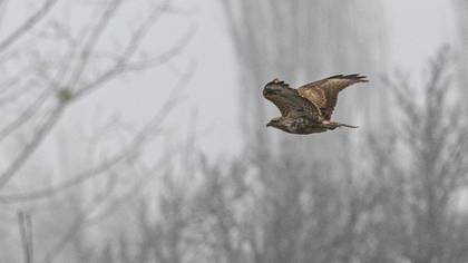 Common Buzzard