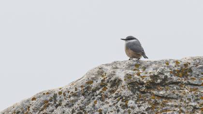 Western Rock Nuthatch