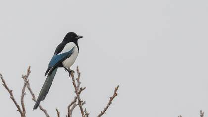 Eurasian Magpie