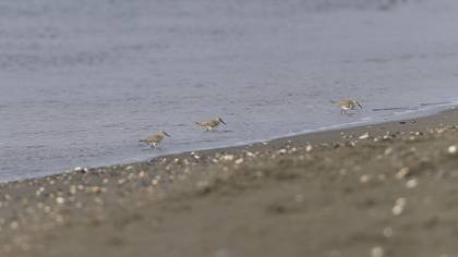 Dunlin