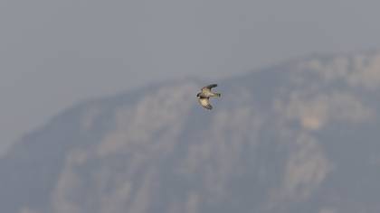 Eurasian Sparrowhawk