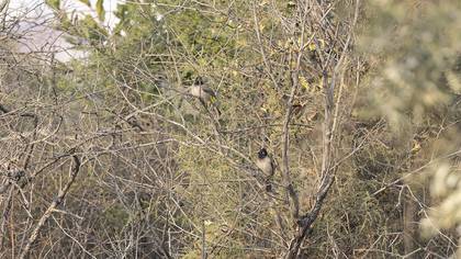 White-spectacled Bulbul