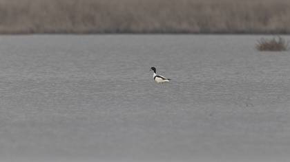 Common Shelduck