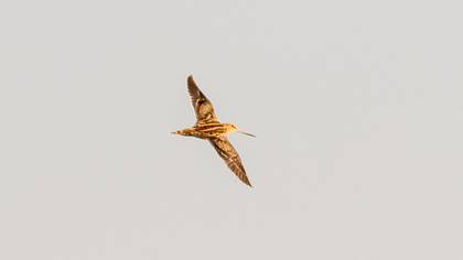 Common Snipe