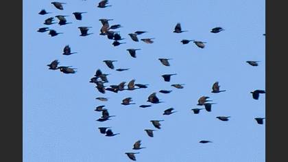 Alpine Chough