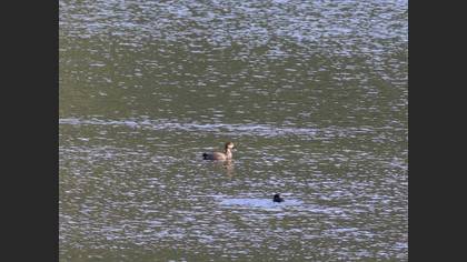 Gadwall