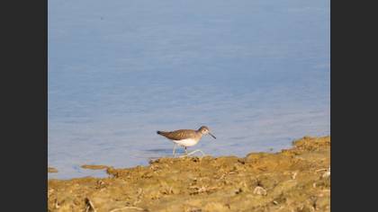 Green Sandpiper