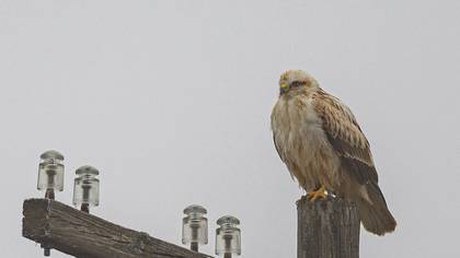 Long-legged Buzzard