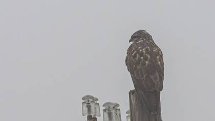 Common Buzzard