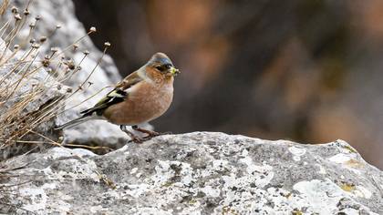 Eurasian Chaffinch