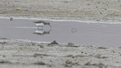 Green Sandpiper