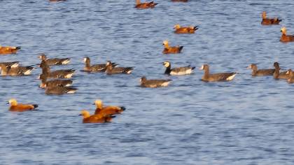 Barnacle Goose
